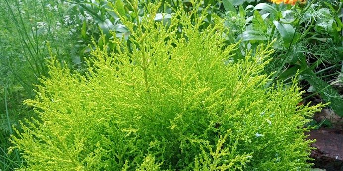 4. backdoor beauty (1)