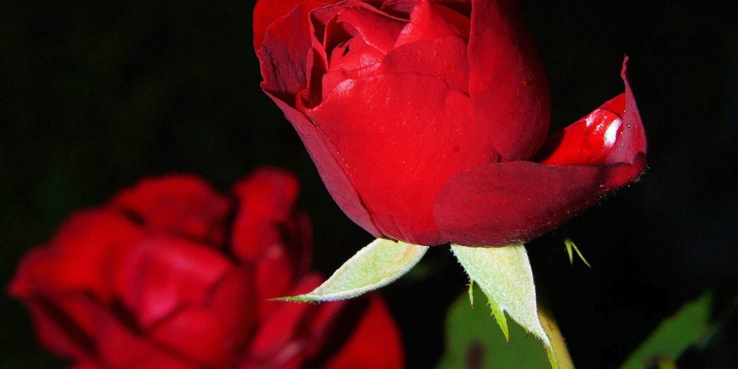 pexels-pixabay-53141-1858x2048